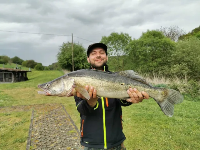 Zander