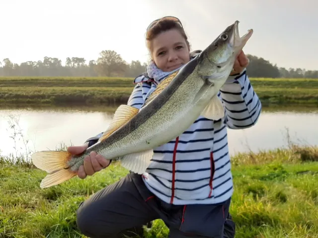 Zander