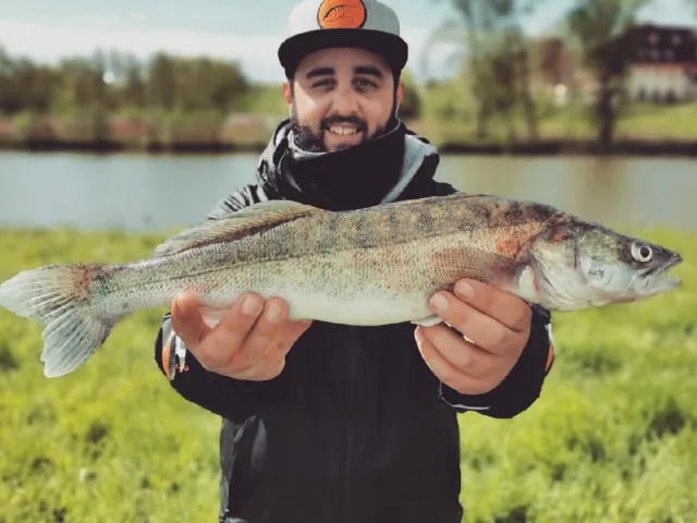 Zander