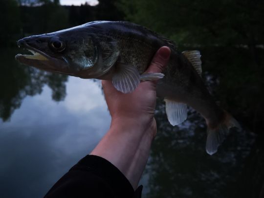 Zander