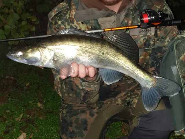 Zander