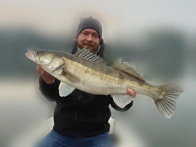 Zander