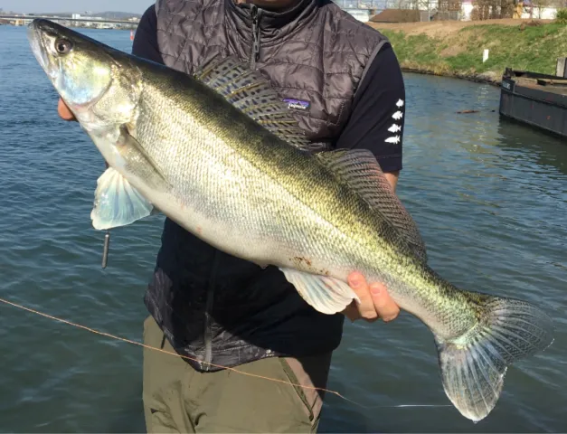 Zander