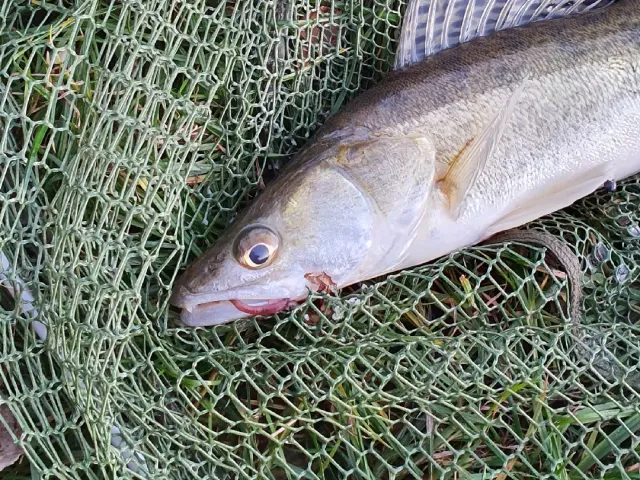 Zander