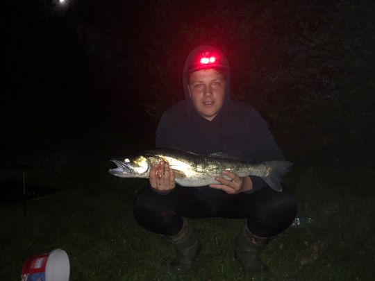 Zander