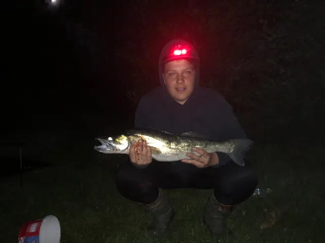 Zander
