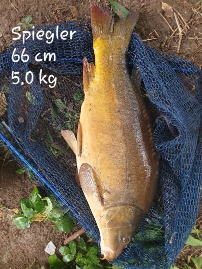 Karpfen