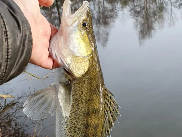 Zander
