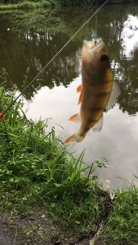 Flussbarsch