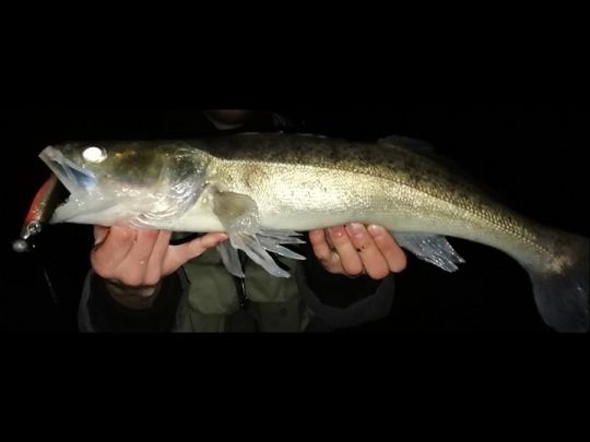 Zander