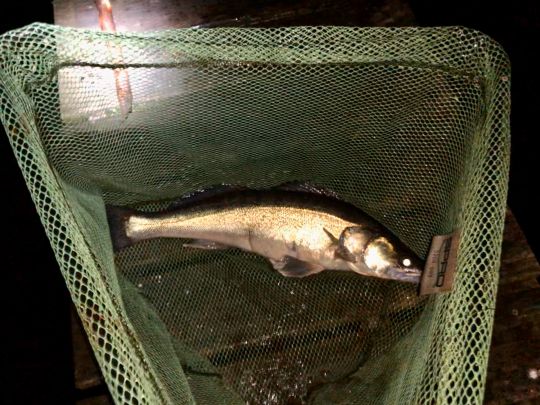 Zander