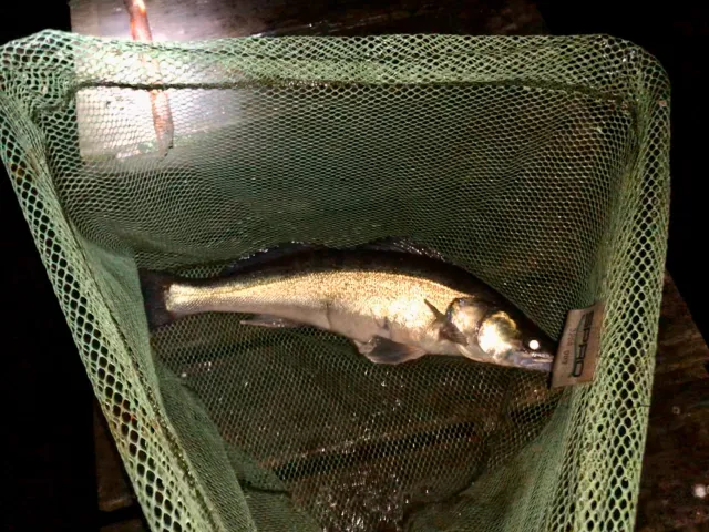Zander