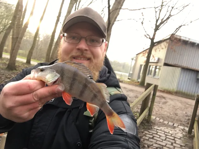 Flussbarsch
