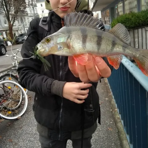 Flussbarsch