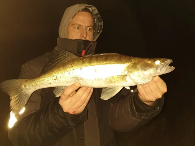 Zander