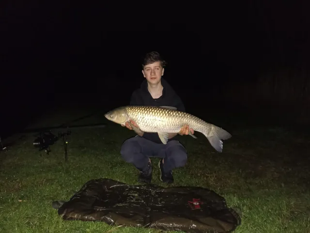 Graskarpfen