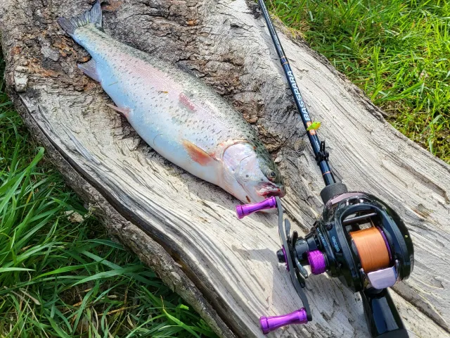 Regenbogenforelle