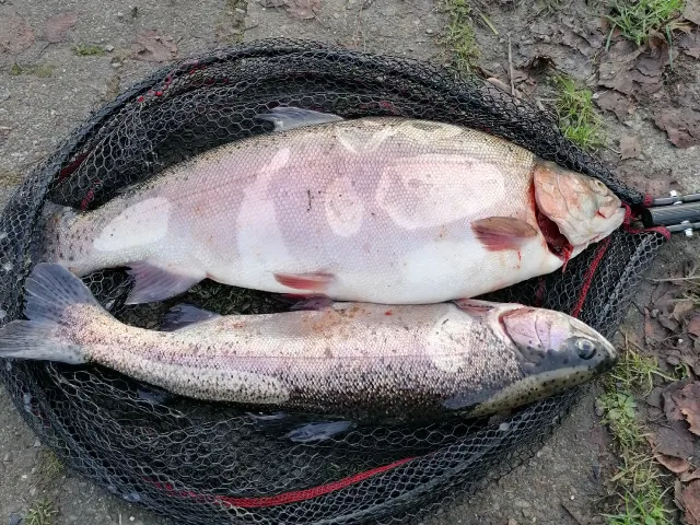 Regenbogenforelle