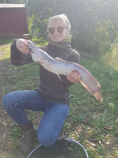 Afrikanischer Raubwels