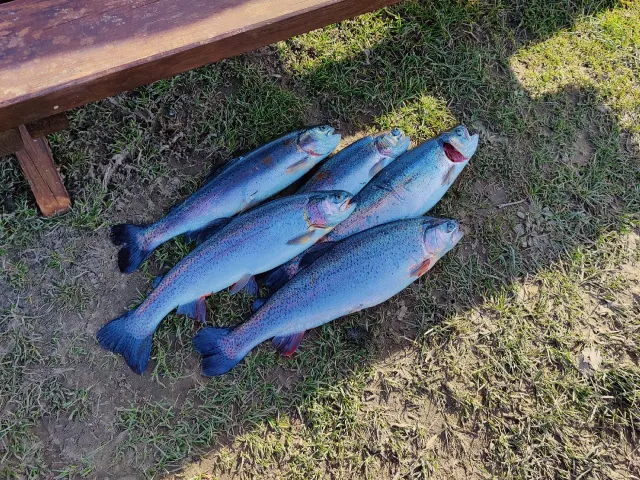 Regenbogenforelle