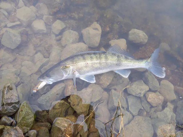 Zander