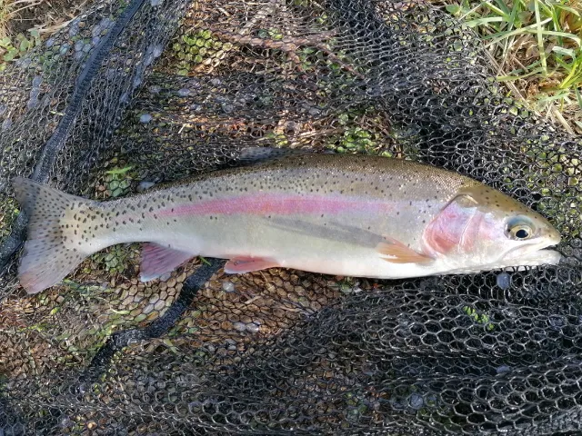 Regenbogenforelle