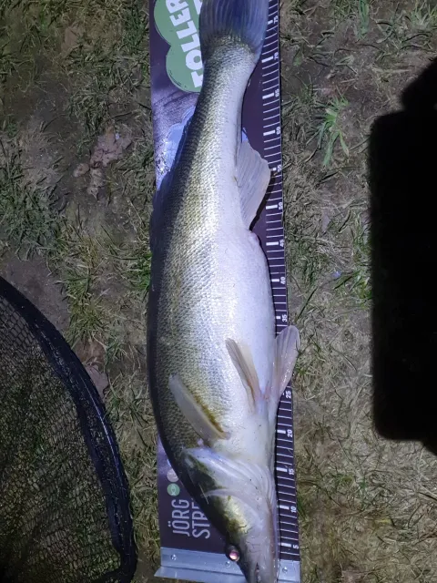 Zander
