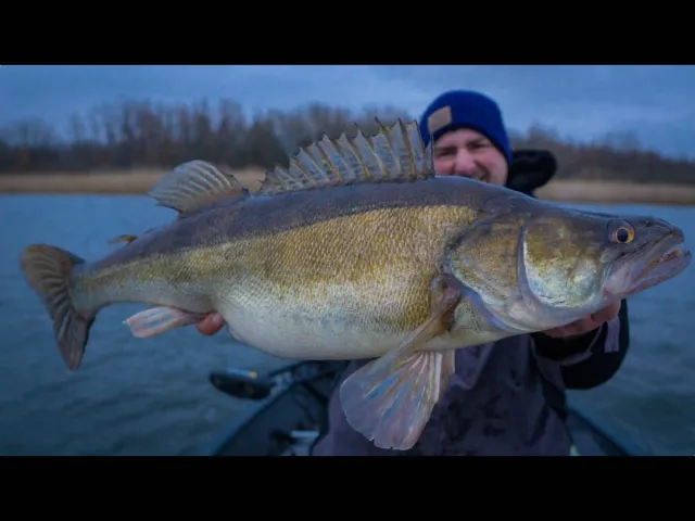 Zander