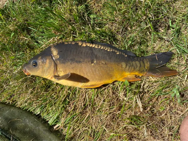 Karpfen