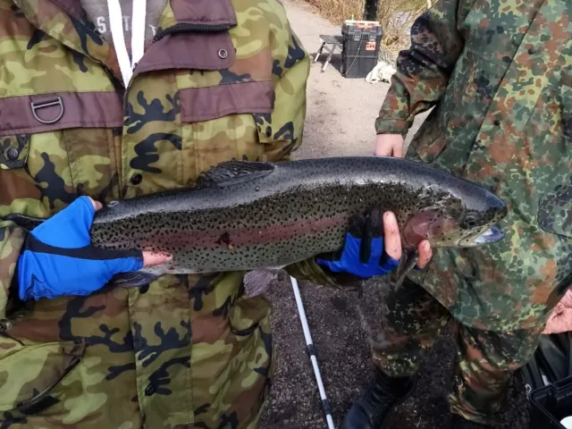 Regenbogenforelle