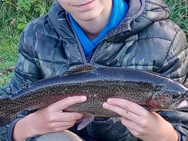 Regenbogenforelle