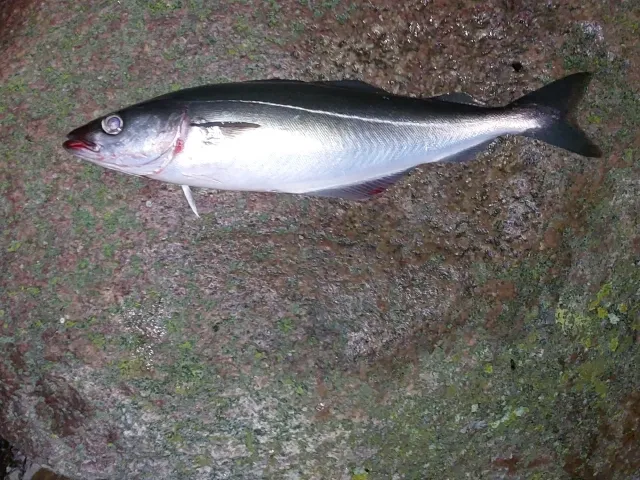 Köhler