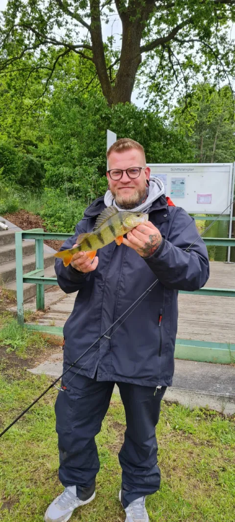 Flussbarsch