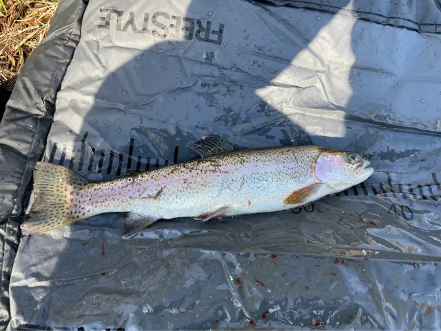 Regenbogenforelle