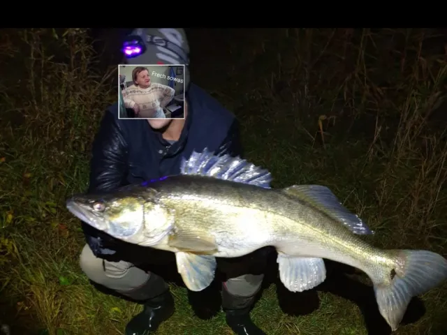 Zander