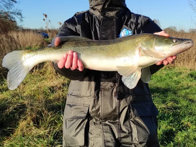 Zander