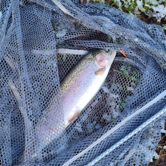 Regenbogenforelle