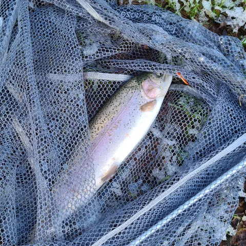 Regenbogenforelle