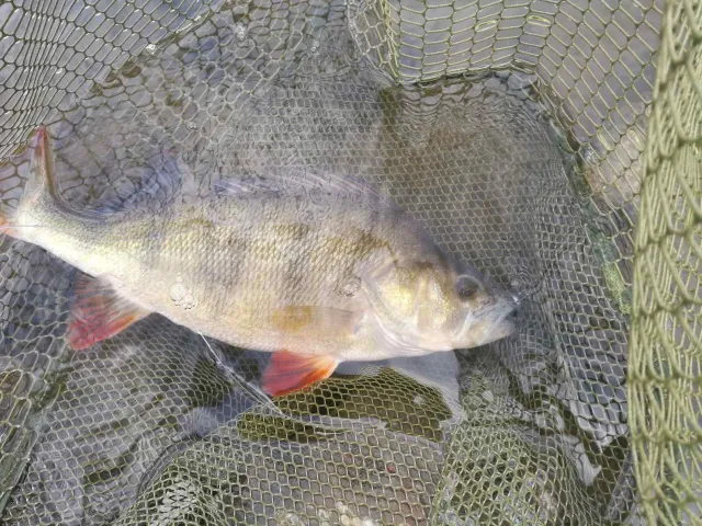 Flussbarsch