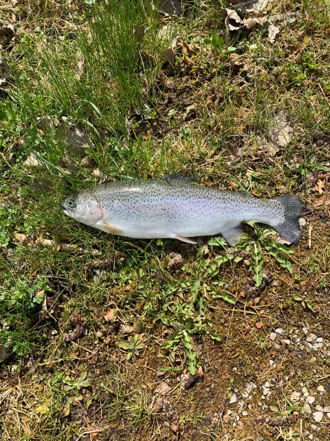 Regenbogenforelle