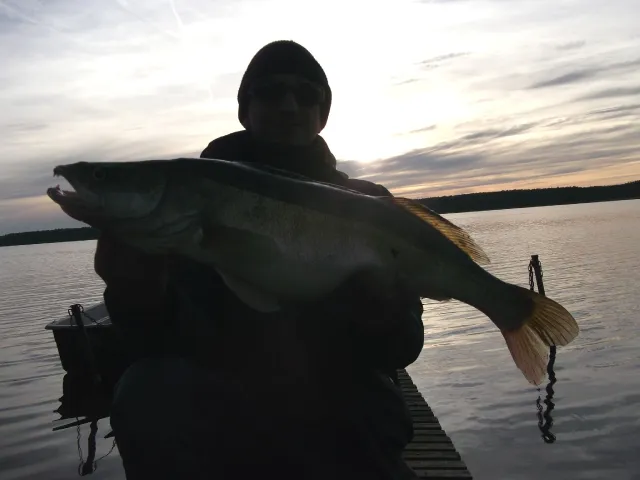 Zander
