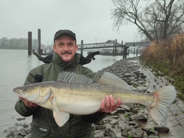 Zander