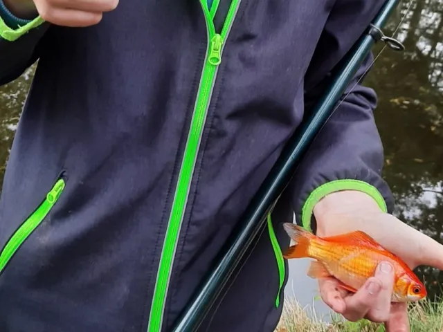Goldfisch