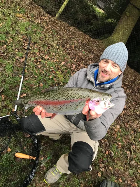 Regenbogenforelle