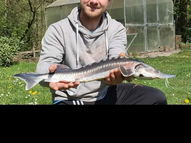 Stör