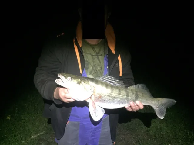 Zander