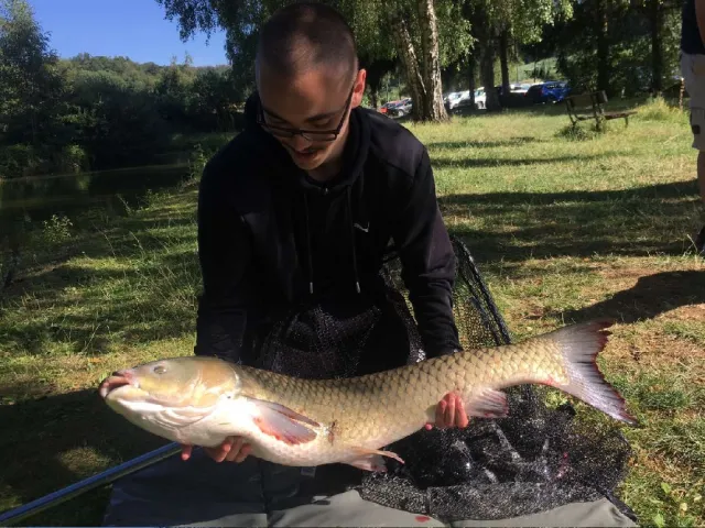 Graskarpfen