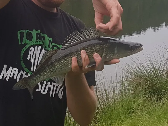 Zander