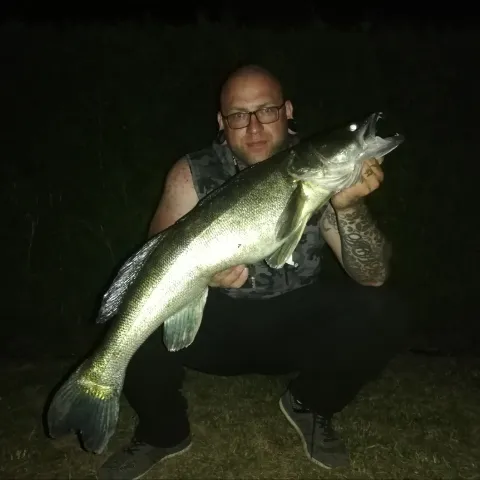 Zander