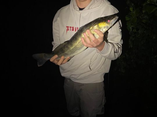 Zander